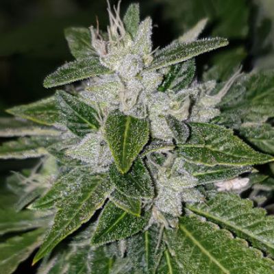 (Bild für) Sowahh aka Sour Diesel BX4 - zum Schließen ins Bild klicken