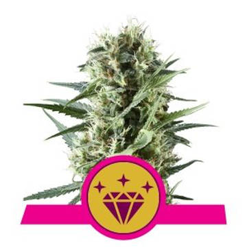 (Bild für) Special Kush #1 feminized - zum Schließen ins Bild klicken