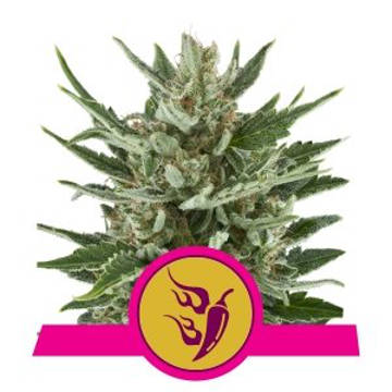 (Bild für) Speedy Chile feminized - zum Schließen ins Bild klicken