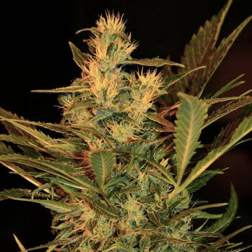 (Bild für) Speedy Gonzales Auto - zum Schließen ins Bild klicken