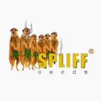 (image for) Spliff Seeds
