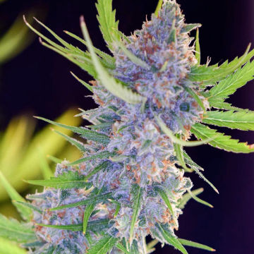 (Bild für) Spliff Strawberry 5 fem - zum Schließen ins Bild klicken