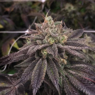 (Bild für) StarCake (PhenoFinders x Royal Resin) 5 fem - zum Schließen ins Bild klicken