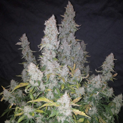 (Bild für) Stardawg Auto fem - zum Schließen ins Bild klicken