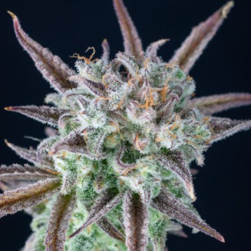 (Bild für) Strawberry Banana Auto fem - zum Schließen ins Bild klicken