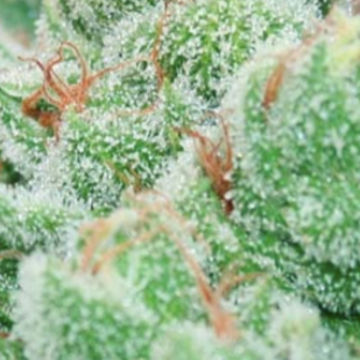 (Bild für) Strawberry Banana Cheese 5 fem - zum Schließen ins Bild klicken