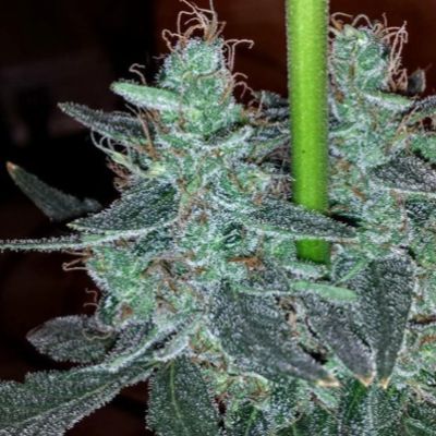 (Bild für) Strawberry Bubba Diesel 6 fem - zum Schließen ins Bild klicken