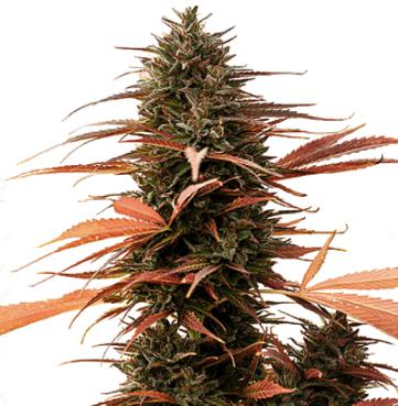 (Bild für) Strawberry Cake CBD - zum Schließen ins Bild klicken