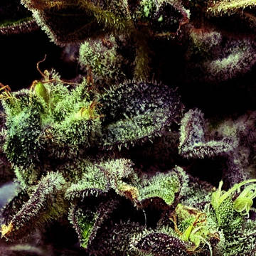 (Bild für) Strawberry Cane 6 fem - zum Schließen ins Bild klicken