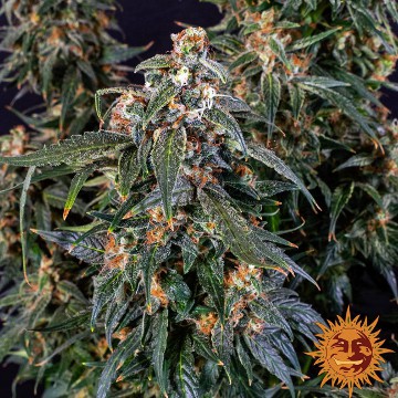 (Bild für) Strawberry Cheesecake [Auto] - zum Schließen ins Bild klicken