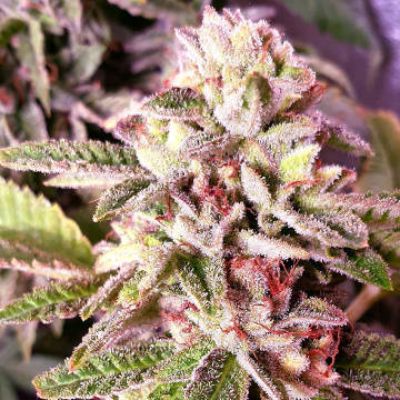 (Bild für) Strawberry Dawg Pound 6 fem - zum Schließen ins Bild klicken