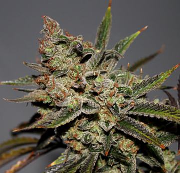 (Bild für) Strawberry Diesel F2 - zum Schließen ins Bild klicken