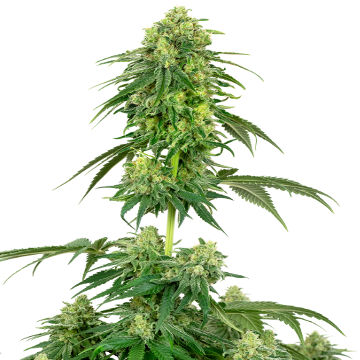 (Bild für) Strawberry Kush fem - zum Schließen ins Bild klicken
