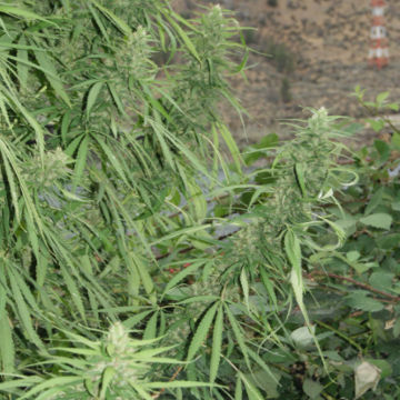 (Bild für) Strawberry Mango Haze Superauto 3 fem - zum Schließen ins Bild klicken