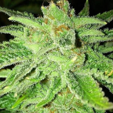 (Bild für) Strawberry OG female - zum Schließen ins Bild klicken