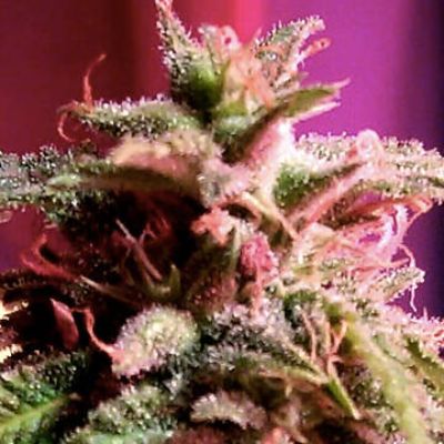 (imagen para) Strawberry StarDawg 6 fem