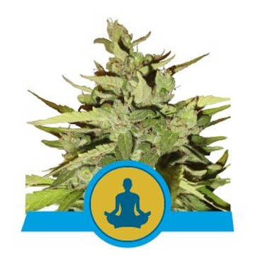 (image for) Stress Killer Automatic feminized