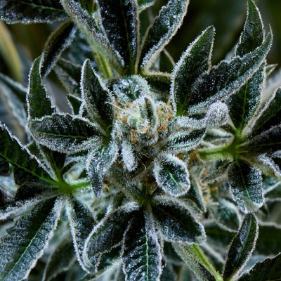 (Bild für) Sugar Bowl - zum Schließen ins Bild klicken