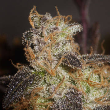 (Bild für) Sugar Haze - zum Schließen ins Bild klicken