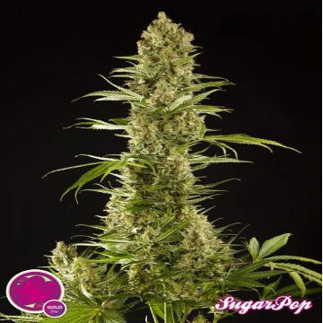 (image for) Sugarpop fem