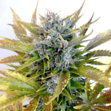 (image pour) Super Blueberry Haze Auto