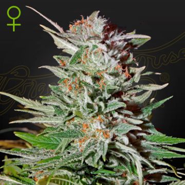 (Bild für) Super Lemon Haze Auto female - zum Schließen ins Bild klicken