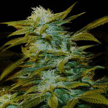 (Bild für) Super Silver Bilbo female - zum Schließen ins Bild klicken