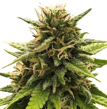 (Bild für) Super Silver CBD - zum Schließen ins Bild klicken