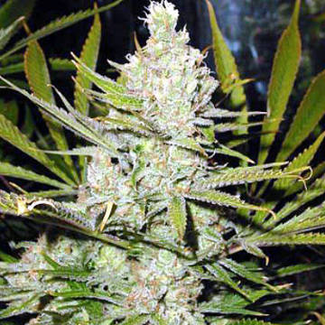 (Bild für) Super Silver Haze - zum Schließen ins Bild klicken