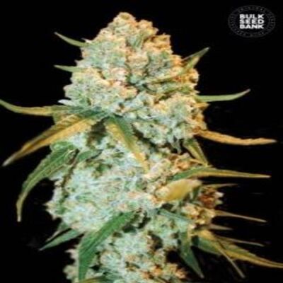 (Bild für) Special Crystal Haze female - zum Schließen ins Bild klicken
