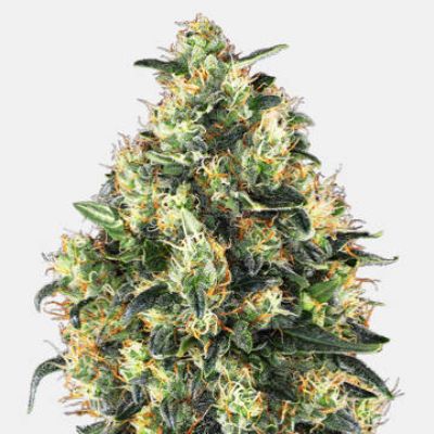 (Bild für) Super Skunk Automatic - zum Schließen ins Bild klicken