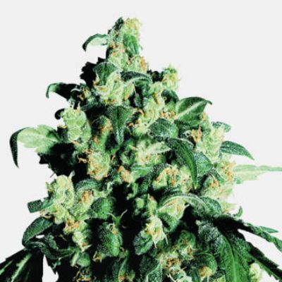 (Bild für) Super Skunk - zum Schließen ins Bild klicken
