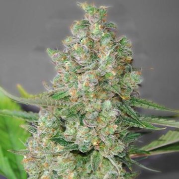 (Bild für) Super Skunk 5 fem - zum Schließen ins Bild klicken