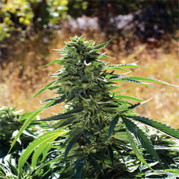 (Bild für) Super Sour OG - zum Schließen ins Bild klicken