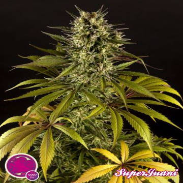 (Bild für) SuperJuani aka Spicy CBD fem