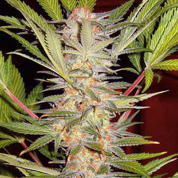(image for) S.A.D. Sweet Afghani Delicious S1 fem