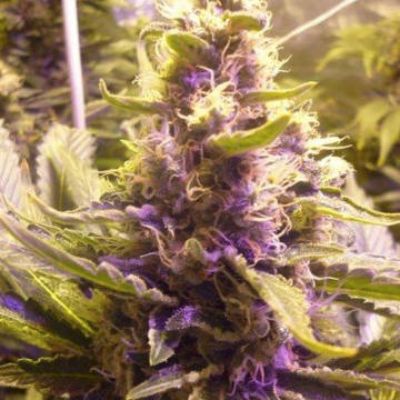 (image pour) Sweet Kush