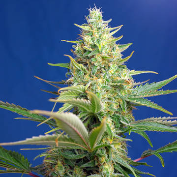 (Bild für) Sweet Pure Auto CBD fem - zum Schließen ins Bild klicken