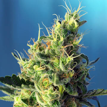 (Bild für) Sweet Pure CBD fem - zum Schließen ins Bild klicken