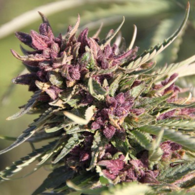 (Bild für) Sweet Purple fem - zum Schließen ins Bild klicken