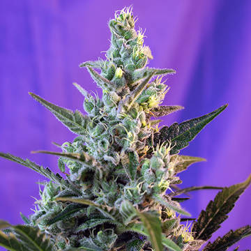 (Bild für) Sweet Skunk Auto fem - zum Schließen ins Bild klicken