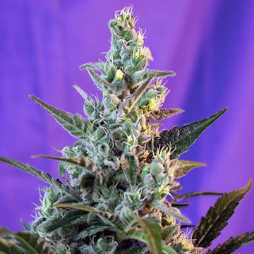 (Bild für) Sweet Skunk F1 Fast Version fem - zum Schließen ins Bild klicken