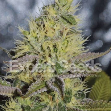 (Bild für) Sweet Zombie feminized - zum Schließen ins Bild klicken