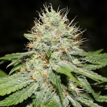 (Bild für) Sweet n Sour Indoor 5 fem - zum Schließen ins Bild klicken