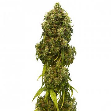 (Bild für) Swiss Dream Auto CBD female - zum Schließen ins Bild klicken