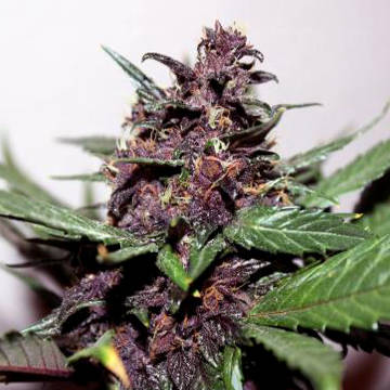 (Bild für) Swiss Dream Rose Auto CBD female - zum Schließen ins Bild klicken