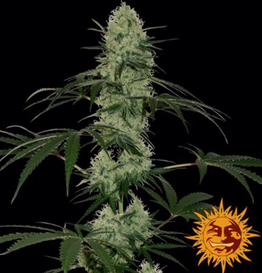 (Bild für) Tangerine Dream [Auto] - zum Schließen ins Bild klicken