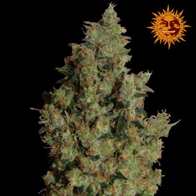 (Bild für) Tangerine Dream - zum Schließen ins Bild klicken