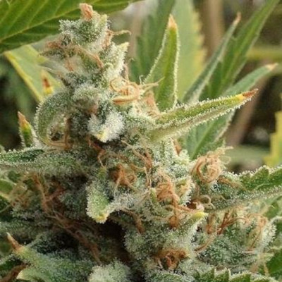 (imagen para) Tangerine Kush
