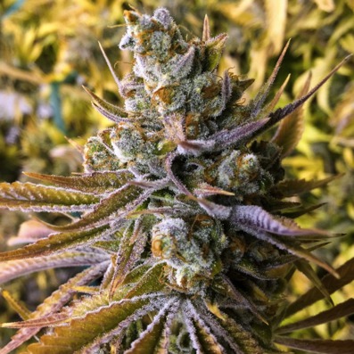 (Bild für) Tangie Ghost Train 6 female - zum Schließen ins Bild klicken